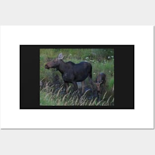 Moose Cow and her Calf Posters and Art